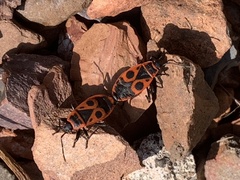 Pyrrhocoris apterus