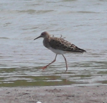 Pršljivac (Calidris pugnax)