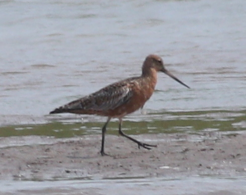 Brehár hrdzavý (Limosa lapponica)