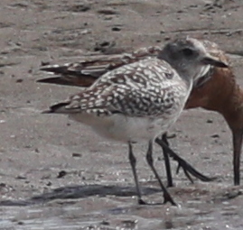 Zlatar pijukavac (Pluvialis squatarola)