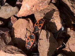 Pyrrhocoris apterus