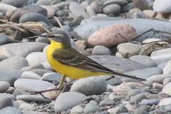 Motacilla flava