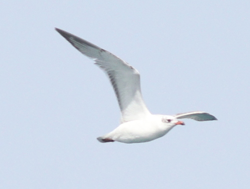 čajka čiernohlavá (Ichthyaetus melanocephalus)