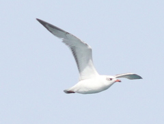 Ichthyaetus melanocephalus