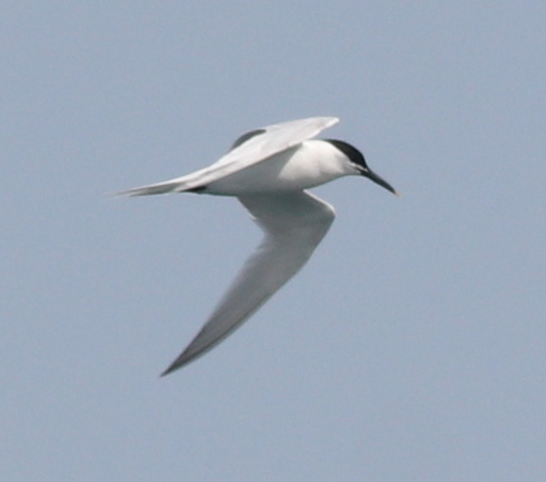 Dugokljuna čigra (Thalasseus sandvicensis)