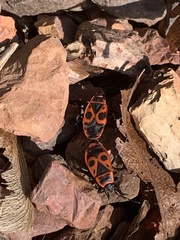 Pyrrhocoris apterus