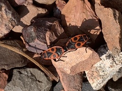 Pyrrhocoris apterus