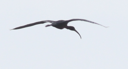 Crni ibis (Plegadis falcinellus)