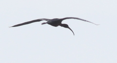 Plegadis falcinellus