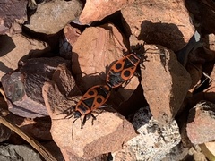 Pyrrhocoris apterus