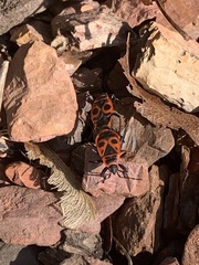 Pyrrhocoris apterus