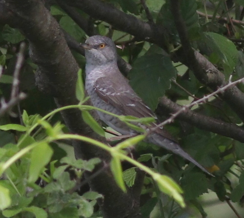 Penica jarabá (Curruca nisoria)
