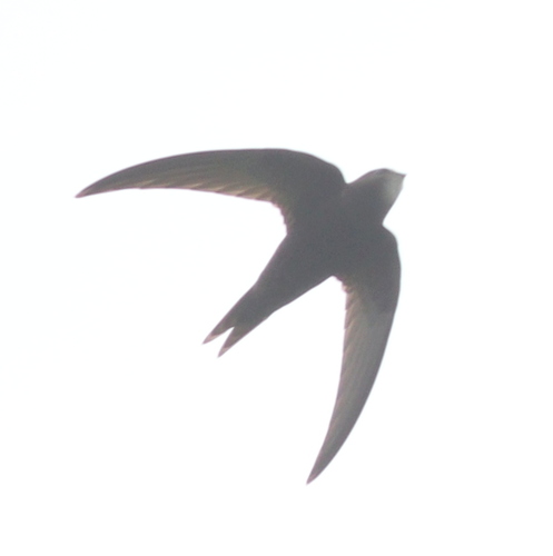 Crna čiopa (Apus apus)