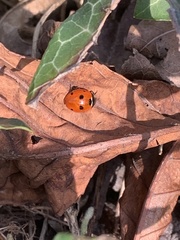 Coccinella septempunctata