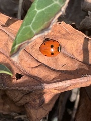 Coccinella septempunctata
