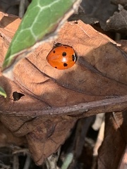 Coccinella septempunctata