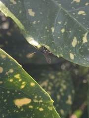 Pimpla
