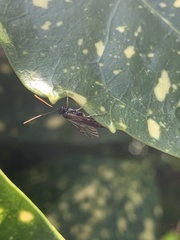 Pimpla