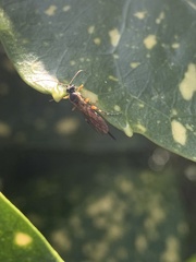 Pimpla