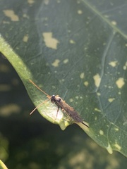 Pimpla
