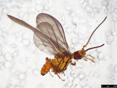 Neosemidalis
