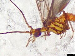 Neosemidalis