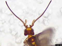 Neosemidalis