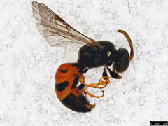 Hylaeus littleri