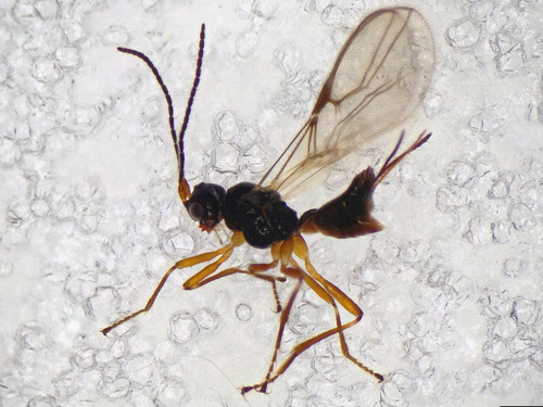 Aphaereta aotea