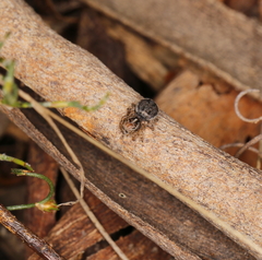 Maratus banyowla