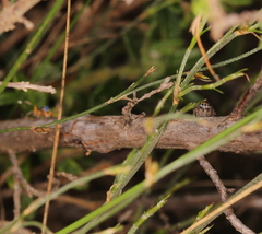 Maratus banyowla
