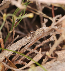 Maratus banyowla
