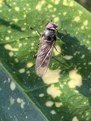 Platycheirus