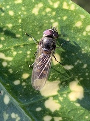 Platycheirus