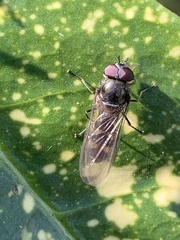 Platycheirus
