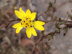 Hemizonia congesta lutescens