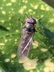 Platycheirus