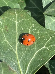 Coccinella septempunctata