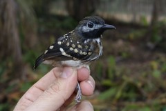Hylophylax punctulatus