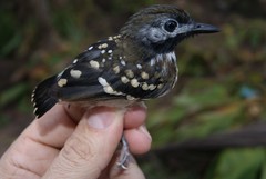 Hylophylax punctulatus