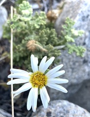 Arctotis aspera aspera