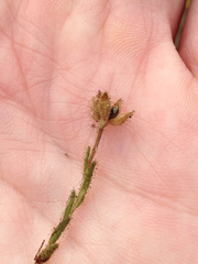 Hemizonia congesta lutescens