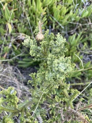 Arctotis aspera aspera