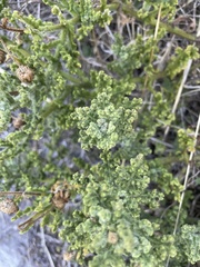 Arctotis aspera aspera