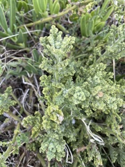 Arctotis aspera aspera