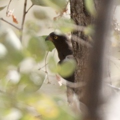 Micronisus gabar niger