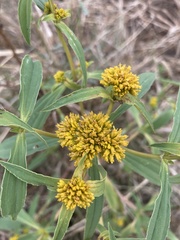 Flaveria bidentis