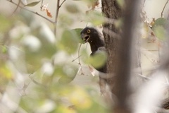 Micronisus gabar niger