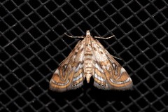 Parapoynx polydectalis