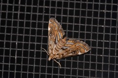 Parapoynx polydectalis